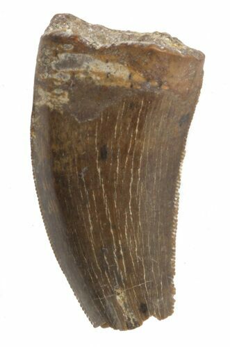 Partial Tyrannosaur Tooth - Montana #42889